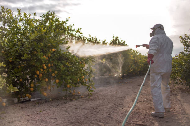 Best Bed Bug Extermination  in Farm Loop, AK