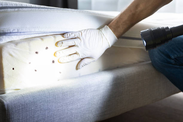 Best Wasp Removal Services  in Farm Loop, AK